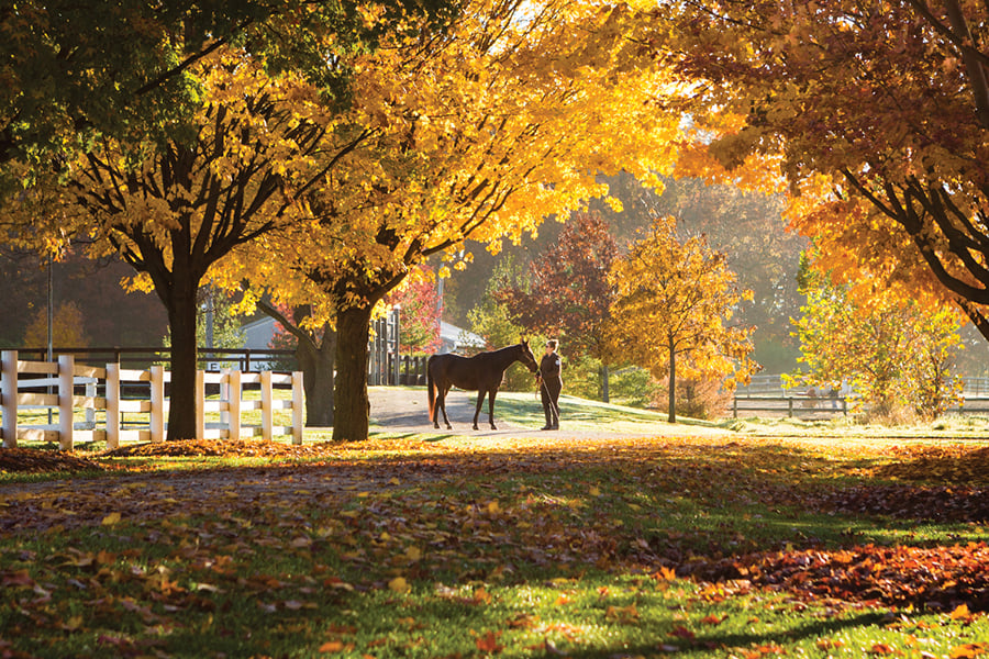 danada-equestrian-center-900x600