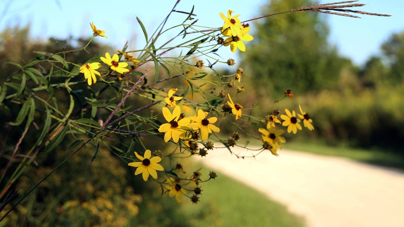 Greene-Valley-flowers-trail-800x450